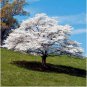Tree White empress Bonsai Seeds Heirloom Rare colorful lawn plant dogwood 20 Seeds