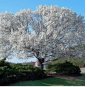 Tree White empress Bonsai Seeds Heirloom Rare colorful lawn plant dogwood 20 Seeds