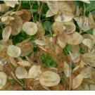 50 Seeds MONEY PLANT SEEDS  Lunaria Biennis BIENNIAL flower GARDEN