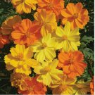 100 Seeds Bright Lights Cosmos Seeds | Non-GMO