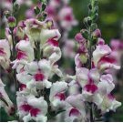 Snapdragon Antirrhinum Liavender Bi-Color Flower Seeds / Self-Seeding 50 Seeds