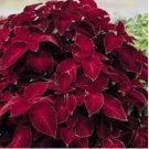 Coleus Wizard Scarlet Flower Seeds/ Shade Loving Annual 50 Seeds