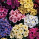 Viennese Waltz Primrose Mix Flower Seeds / Perennial / Primula 30 Seeds