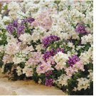Nemesia Poetry Perennial Mix  fresh 2024 organic (Cape Snapdragon) 250. Seeds
