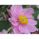 Pink Anemone Flower Seeds / Perennial 20 Seeds