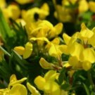 BIRD'S FOOT TREFOIL 100 FRESH SEEDS