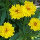 25 Seeds COREOPSIS * EARLY SUNRISE * TROUBLEFREE * BRIGHT YELLOW FLOWERS*