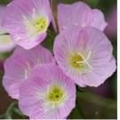 1000 Seeds Showy Evening Primrose Seeds | Non-GMO