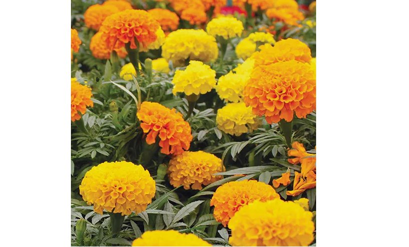 400 Seeds Cracker Jack Mix / CrackerJack Mix Marigold Seeds | Non-GMO