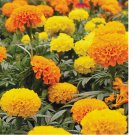 400 Seeds Cracker Jack Mix / CrackerJack Mix Marigold Seeds | Non-GMO