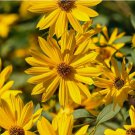 500 Seeds Sunflower MAXIMILIAN Perennial Flowers Butterflies Finches USA Non-GMO