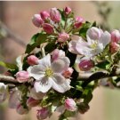 10 Seeds Apple Blossom Tree {Cassia javanica}