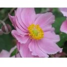 Pink Anemone Flower Seeds / Perennial 20 Seeds