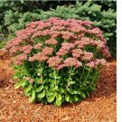 AUTUMN JOY SEDUM SEEEDS - Sedum spectabile 'Autumn Joy' ( variegated leaf ) 50 Seeds