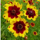600 Seeds Plains Coreopsis Seeds | Non-GMO