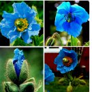 500 Seeds Blue Poppy Himalayan Blue Meconopsis Perennial Flowering Home Garden US