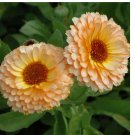 80 Seeds Pink Surprise Calendula Seeds | Non-GMO