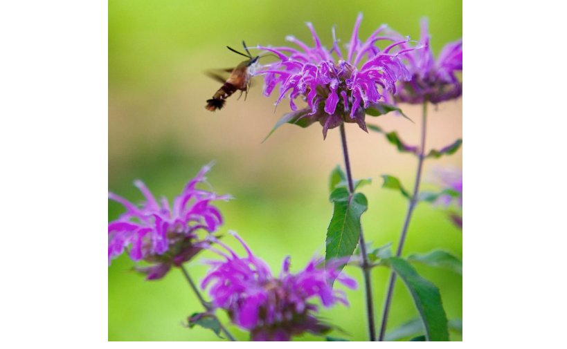 Wild Bergamot Seeds / Bee Balm / Perennial/ Hummingbirds / Bees / Non-GMO 500 Seeds