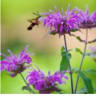 Wild Bergamot Seeds / Bee Balm / Perennial/ Hummingbirds / Bees / Non-GMO 500 Seeds