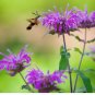 Wild Bergamot Seeds / Bee Balm / Perennial/ Hummingbirds / Bees / Non-GMO 500 Seeds