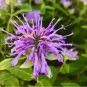 Wild Bergamot Seeds / Bee Balm / Perennial/ Hummingbirds / Bees / Non-GMO 500 Seeds