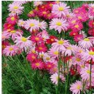 100 Seeds Painted Daisy ROBINSONS GIANT MIX Perennial Huge Cut Flowers Non-GMO 100 Seeds Painted Daisy ROBINSONS GIANT MIX Perennial Huge Cut Flowers Non-GMO
