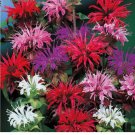 50 Seeds BEE BALM MIX Lemon Hummingbird Mint Monarda Didyma Mixed Colors Flower Seeds