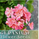 Geranium Seeds -Creamsicle Burst- Fragrant - Fresh Flower Seeds Non GMO 100+ Seeds