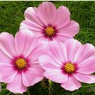 COSMOS GLORIA FLOWER 60 FRESH SEEDS