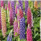 RUSSELL LUPINE FLOWER SEEDS 100+ mixed colors PERENNIAL garden RUSSELL LUPINE FLOWER SEEDS 100+ mixed colors PERENNIAL garden