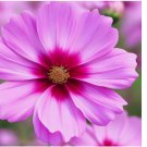 200 Seeds Gloria Cosmos Seeds | Non-GMO