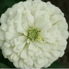 WHITE ZINNIA FLOWER SEEDS 200+ POLAR BEAR GARDEN bees BIRDS ANNUAL