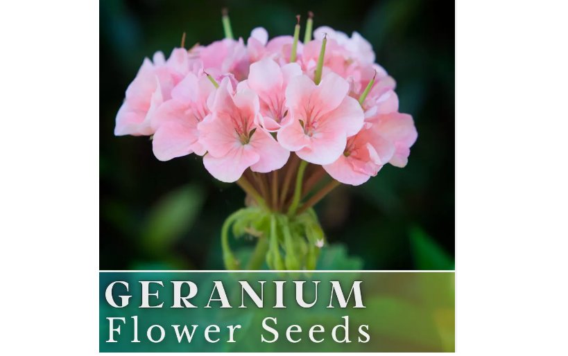 Geranium Seeds -Coral Quartz- Fragrant - Fresh Flower Seeds Non GMO 100+ Seeds