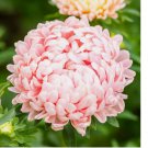 50 Seeds Peony / Paeony Duchess Apricot Aster Seeds | Non-GMO