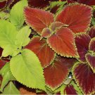 COLEUS SEEDS 200+ RAINBOW MIX ANNUAL flower "PAINTED LEAVES"