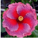 25pc HIBISCUS SEEDS Garden Plant Flower rare exotic USA Red 25pc HIBISCUS SEEDS Garden Plant Flower rare exotic USA Red