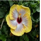 25pc HIBISCUS SEEDS Garden Plant Flower rare exotic USA Yellow 25pc HIBISCUS SEEDS Garden Plant Flower rare exotic USA Yellow