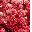 200 Seeds Crimson Red Carmine Baby's Breath Seeds | Non-GMO 200 Seeds Crimson Red Carmine Baby's Breath Seeds | Non-GMO