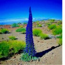 20 Seeds PRIDE OF MADEIRA Flower Seeds Echium fastuosum Blue Tower of Jewels Garden Plant