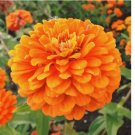 100 Seeds Orange King Zinnia Seeds | Non-GMO
