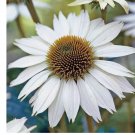 50 Seeds White Swan Coneflower Seeds | Non-GMO