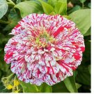 100 Peppermint Stick Zinnia Seeds Flower Elegans USA