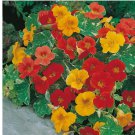25 Alaska Mix Nasturtium Seeds | Non-GMO