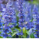 200 Seeds HYSSOP officinalis Perennial Hummingbird Plant & Medicinal USA Non-GMO