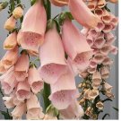 Apricot Beauty Foxglove Seeds | 400 Seeds | Non-GMO