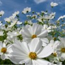 COSMOS PURITY 60 FRESH FLOWER SEEDS
