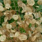MONEY PLANT SEEDS 100+ Lunaria Biennis BIENNIAL flower GARDEN