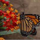 375 Blood Flower Seeds, Tropical Milkweed, Mexican Butterfly Weed