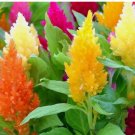 100 Seeds Pampas Plume Mix Celosia Seeds | Non-GMO