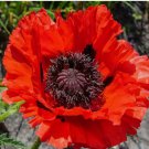 1000 Seeds Poppy RED ORIENTAL Perennial Scarlet Flowers oriental Large Non-GMO